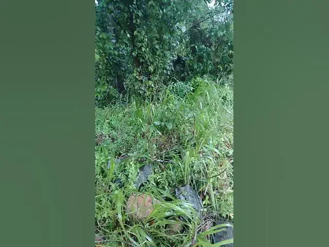 'Video thumbnail for beautiful village raining garden'