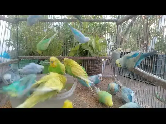 'Video thumbnail for When Budgies Start Singing…💛🎵 You Won’t Believe This!'