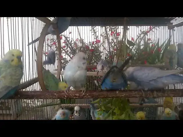 'Video thumbnail for Why You’ll Fall in Love with Budgerigars! 💚🥰 #Love #Parakeet'