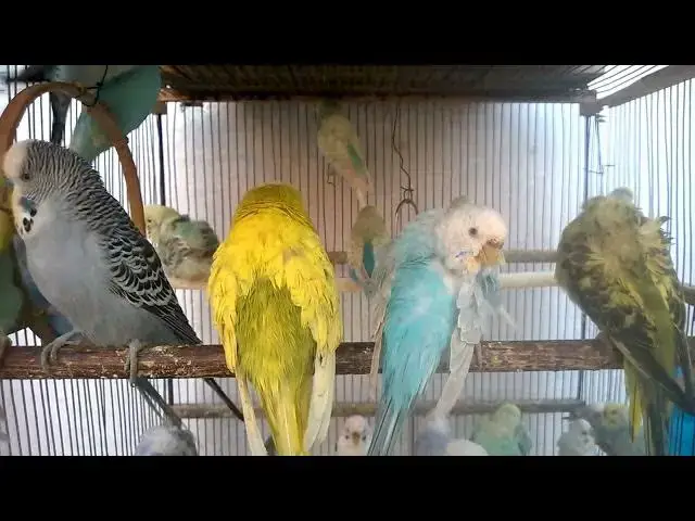 'Video thumbnail for 🤣 FUNNIEST Budgie Moments 🎉 Try Not to Laugh! 😆 #FunnyBirds #ViralBudgie'