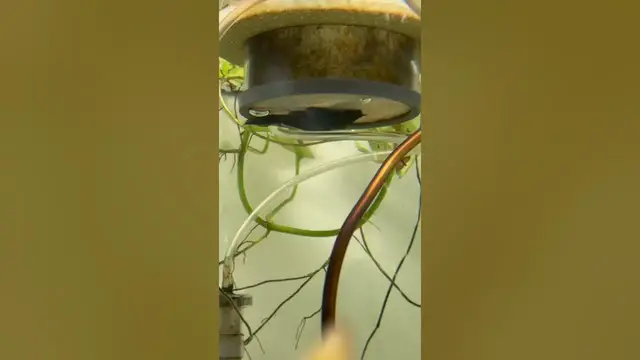 'Video thumbnail for Female l183 bristlenose pleco hanging out'