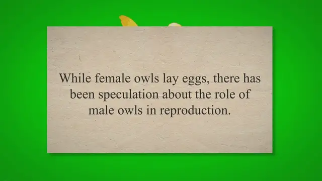 'Video thumbnail for Do Male Owls Lay Eggs? (Answer Might Surprise You!) 2023 » Petybird.com'