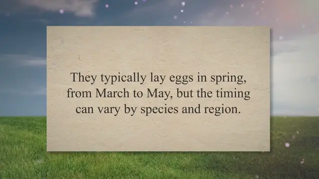 'Video thumbnail for When Do Owls Lay Eggs? (Truth REVEALED!) 2023 » Petybird.com'