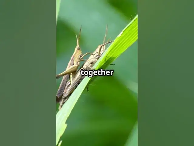 'Video thumbnail for Courting Crickets in Thailand: A Serenade of Love!'