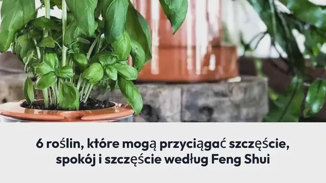 'Video thumbnail for 6 roślin, które mogą przyciągać szczęście, spokój i szczęście według Feng Shui'