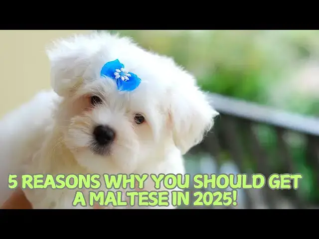'Video thumbnail for 5 Reasons Why You Should Get a Maltese in 2025! π'