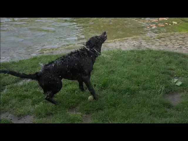 'Video thumbnail for Do Dogs Feel Love? Exploring the Emotional Bonds Between Canines and Humans'