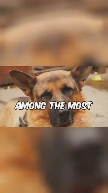 'Video thumbnail for Why Shepherds Rule'