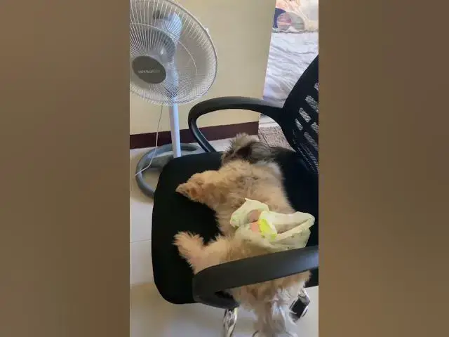 'Video thumbnail for So Hot Mommy | Chummy Needs Air | #cuteshihtzu #shihtzu'