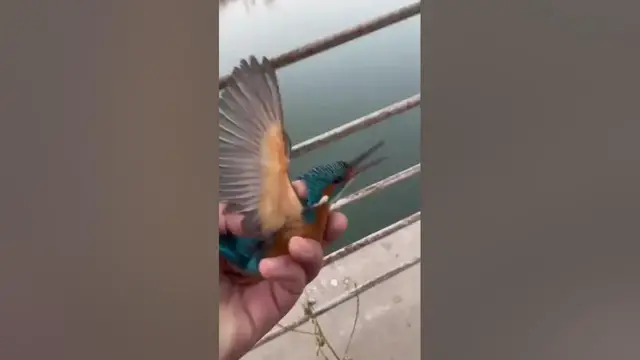 'Video thumbnail for Às vezes, só precisamos de um pouco de carinho e calor!'