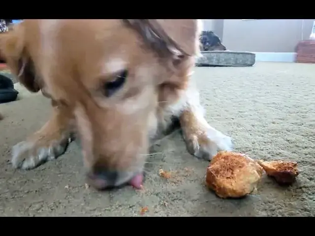'Video thumbnail for See What Microwaved Yak Cheese / Himalayan Dog Chew Looks Like'