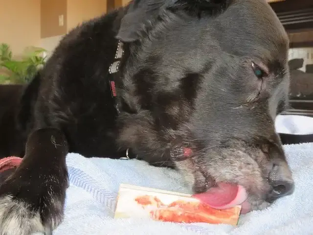 'Video thumbnail for My Dog Enjoying A Raw Bone From The Butcher'