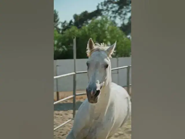 'Video thumbnail for My Horse's morning training routine'