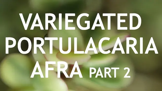 'Video thumbnail for Small Variegated Portulacaria Afra Bonsai, from nursery material, 2'
