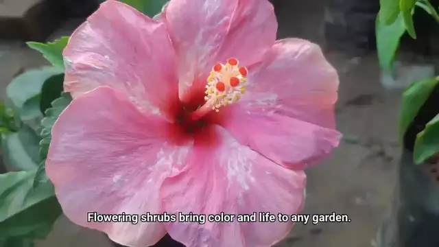 'Video thumbnail for Flowering Shrubs'