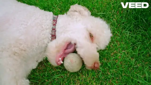 'Video thumbnail for Transform Your Pet's Dental Health (Royal Canin Dental)'