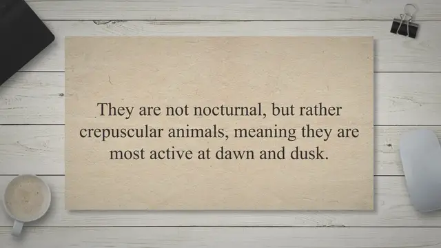 'Video thumbnail for Are Rabbits Nocturnal? Rabbit Facts 2023'
