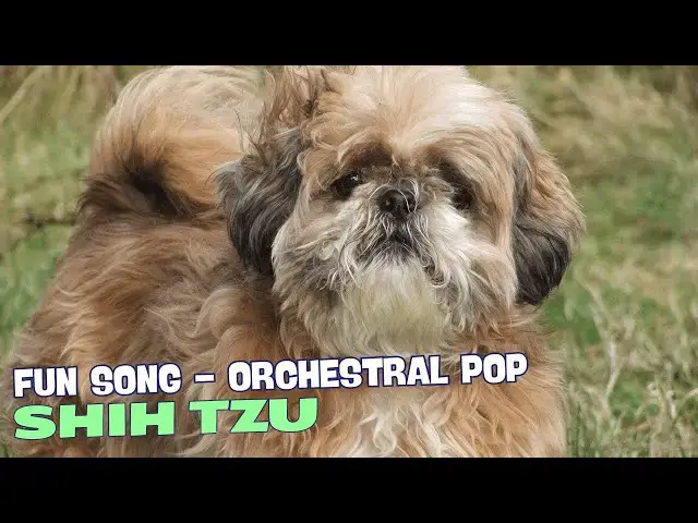 'Video thumbnail for Shih Tzu Time πΆπΎ'