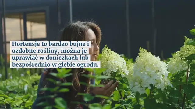 'Video thumbnail for Sekret kwitnienia hortensji: użyj tego napoju jako nawozu'