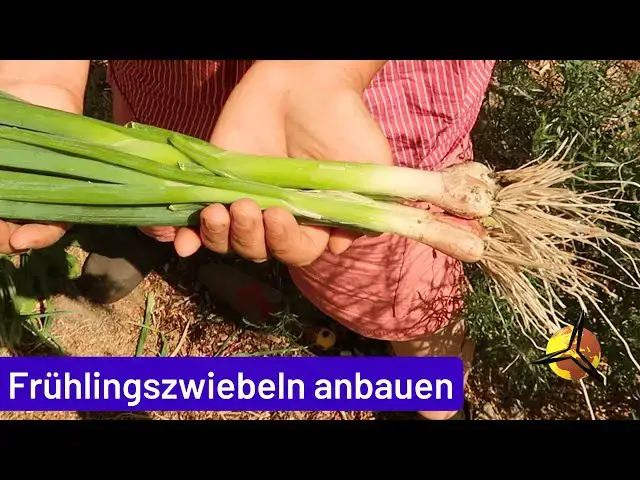 'Video thumbnail for Lauchzwiebeln selber anbauen, pflegen & ernten'