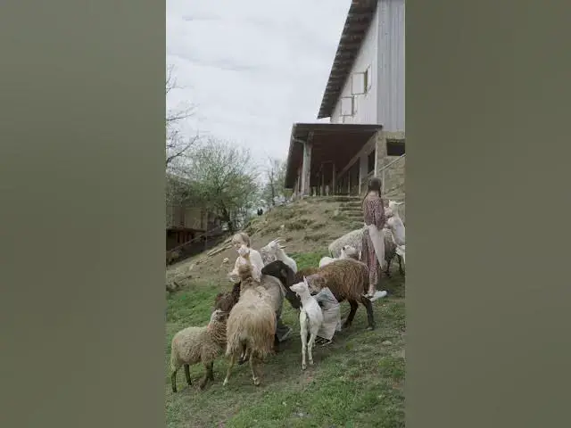 'Video thumbnail for Wonderful human animal relation|  Can't wait to see food on the table'