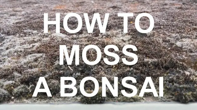 'Video thumbnail for How to Moss a Bonsai Tree'