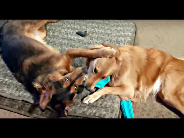 'Video thumbnail for Dog Siblings: Two Littermate Syndrome Dogs Learn Boundaries'