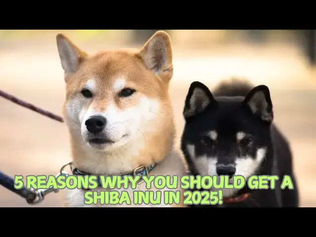 'Video thumbnail for 5 Reasons Why You Should Get a Shiba Inu in 2025! π'