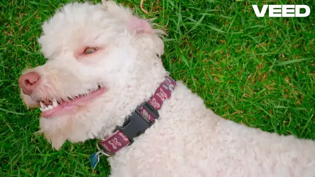 'Video thumbnail for Why I Finally Got Dog Insurance ( Pet Plan )'