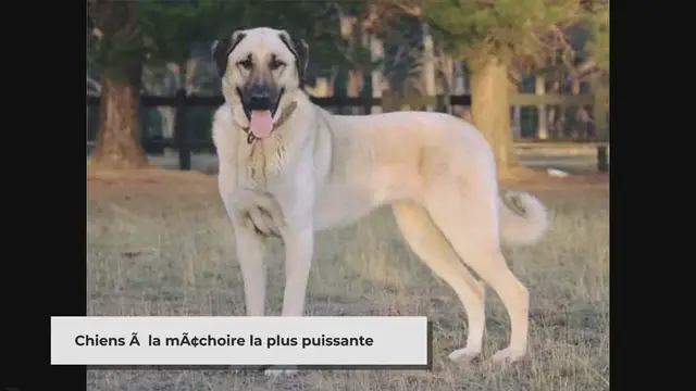 'Video thumbnail for Quel chien à la machoire la plus puissante (classement)'