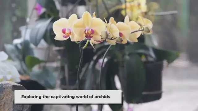 'Video thumbnail for Mastering Orchids: Essential Tips for Long-lasting Beauty'