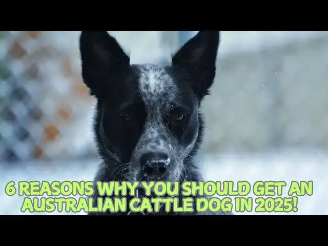 'Video thumbnail for 6 Reasons Why You Should Get an Australian Cattle Dog in 2025! π¦πΊπ'
