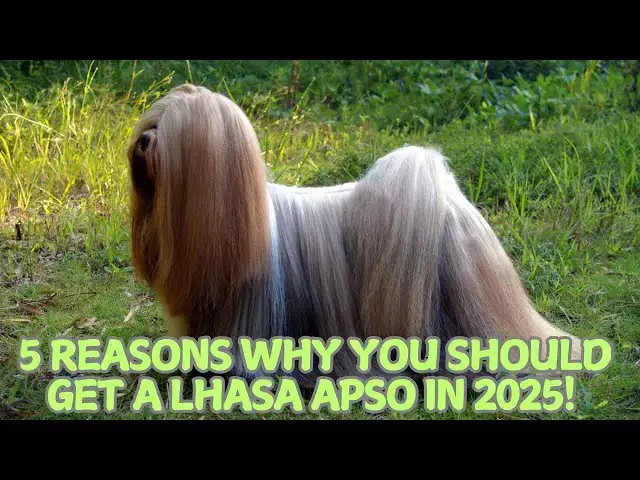 'Video thumbnail for 5 Reasons Why You Should Get a Lhasa Apso in 2025! π'