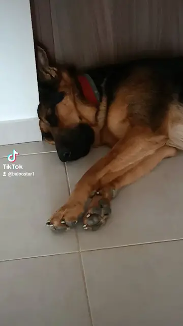 'Video thumbnail for Baloo-star.com'