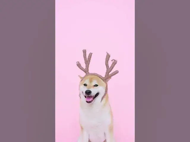 'Video thumbnail for Even dogs can act very funny'
