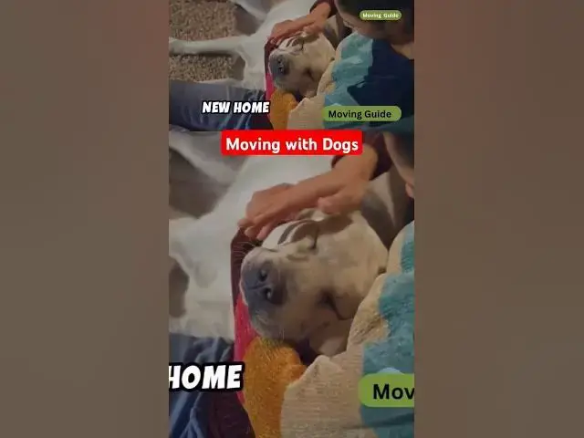'Video thumbnail for Moving with Dogs'