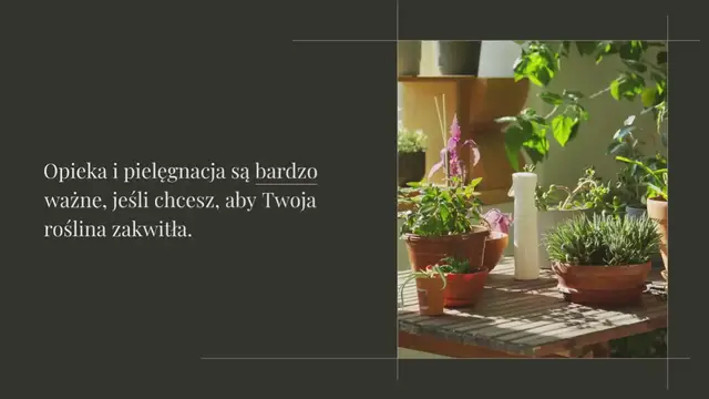 'Video thumbnail for Jak pielęgnować i sprawić, by Twój świąteczny kaktus zakwitł?'