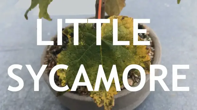 'Video thumbnail for The Little Sycamore Seedling That Wants To Be A Bonsai'