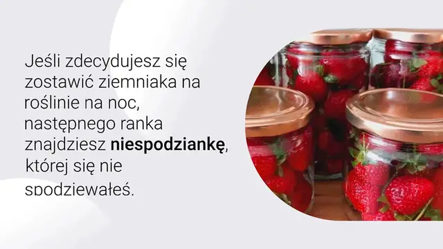 'Video thumbnail for Zostaw 1 ziemniaka na roślinie na noc: następnego dnia znajdziesz coś wyjątkowego'