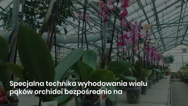 'Video thumbnail for Dzięki tej technice Twoja orchidea wyhoduje wiele pąków na jednej gałęzi'