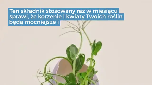 'Video thumbnail for Filiżanka tego składnika miesięcznie: korzenie i kwiaty będą kwitły przez cały rok'