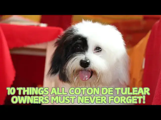 'Video thumbnail for 10 Things All Coton de Tulear Owners Must Never Forget! πΆπ'