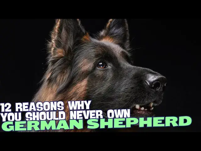 'Video thumbnail for 12 Reasons Why You Should NEVER Own a German Shepherd! π±π'