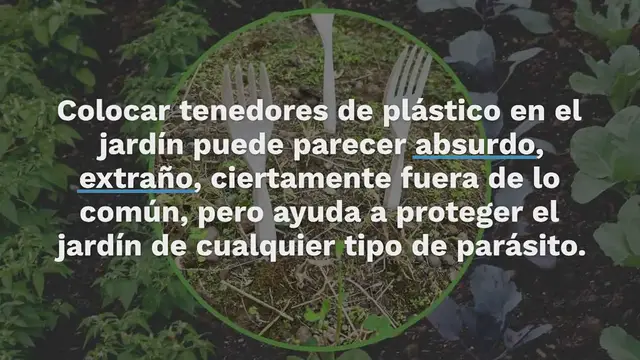 'Video thumbnail for Tenedores de plástico en el huerto, todos los jardineros están empezando a hacerlo: la razón es ingeniosa'