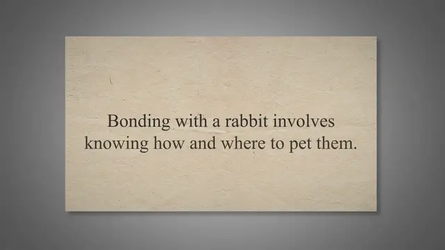 'Video thumbnail for How to Pet a Rabbit – Proper Care and Training'