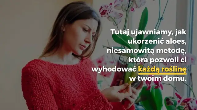 'Video thumbnail for Jak zrobić aloes, wystarczy korzeń: 3 proste sposoby na ukorzenienie wszystkiego'