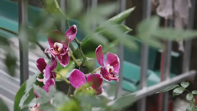 'Video thumbnail for Orchid Oasis: Cracking the Code on Pots and Soil! (It's Easier Than You Think)'