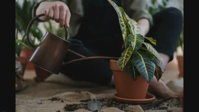 'Video thumbnail for The Importance of Maintaining Eye Contact with Your Houseplants: Fostering Deeper Connections and Unlocking Their Hidden Potential'