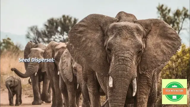 'Video thumbnail for Importance of elephant in ecosystem | @techwithnature | #dailyvlog #environment'