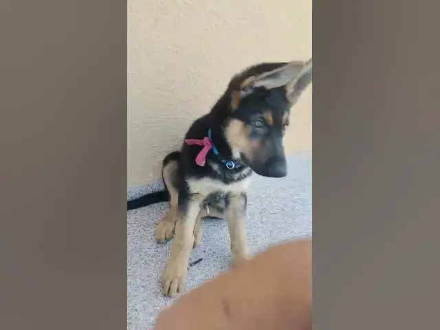 'Video thumbnail for The best dog in the world'
